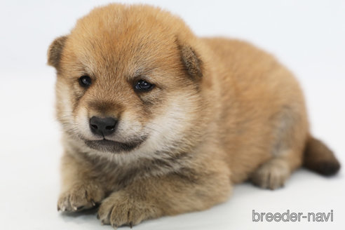 成約済の神奈川県の柴犬-351653の1枚目